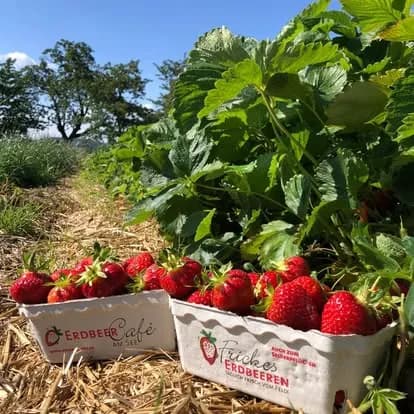 Gepflückte Erdbeeren
