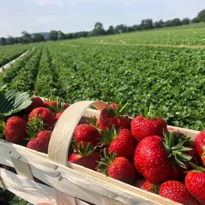 Erdbeeren selbst pflücken