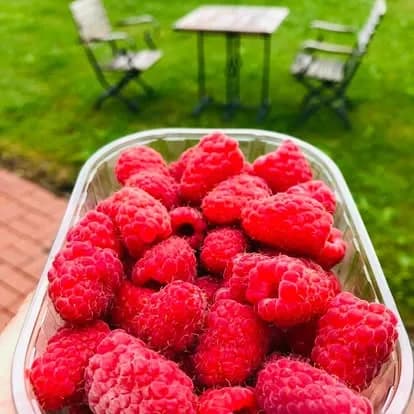 Frische Himbeeren auf dem Feld