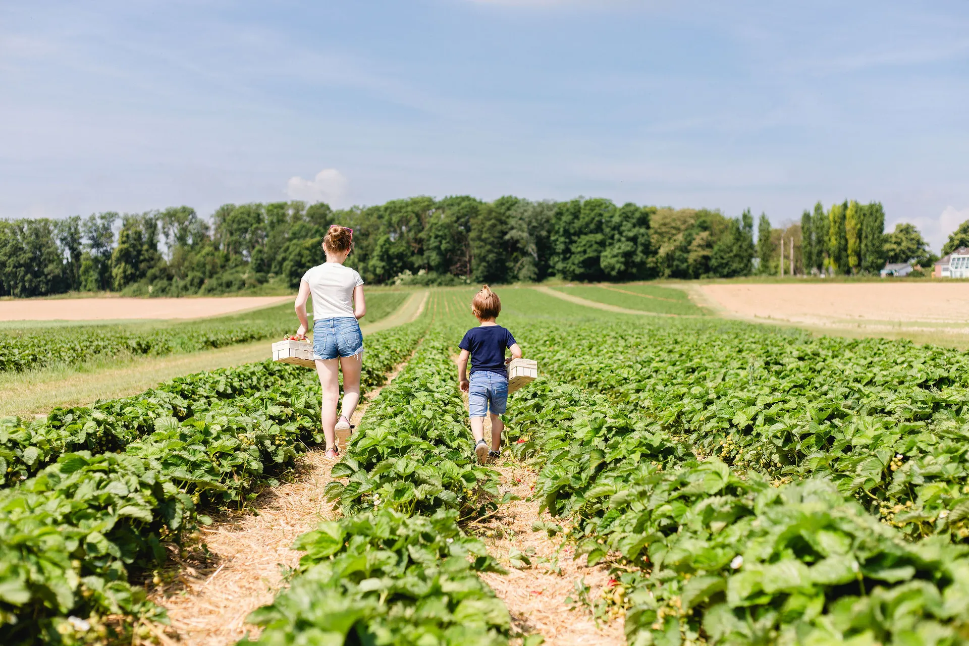 Kinder ernten Erdbeeren auf dem Feld