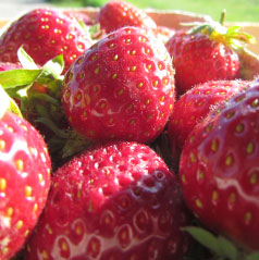 Frische Erdbeeren von Fricke